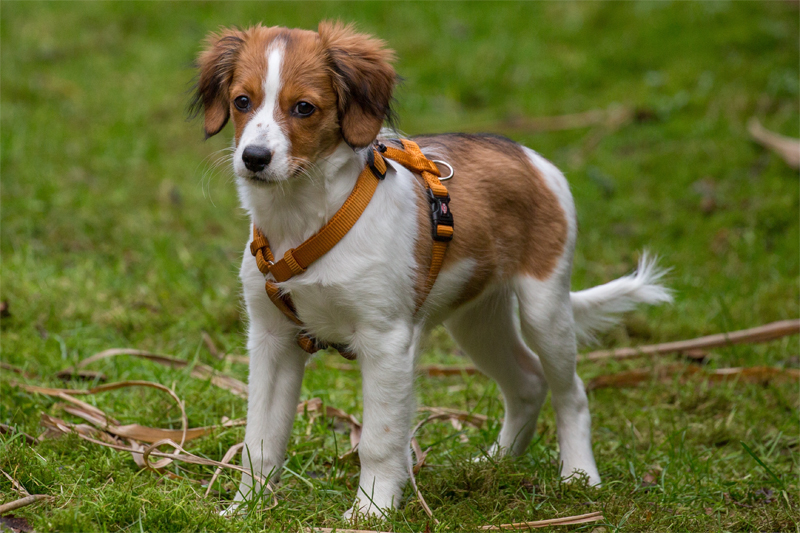 Kooikerhondje aus Langenhorn