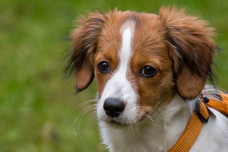 Kooikerhondje aus Langenhorn