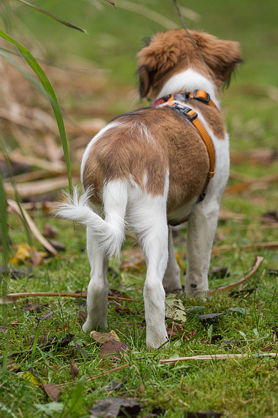 Kooikerhondje aus Langenhorn