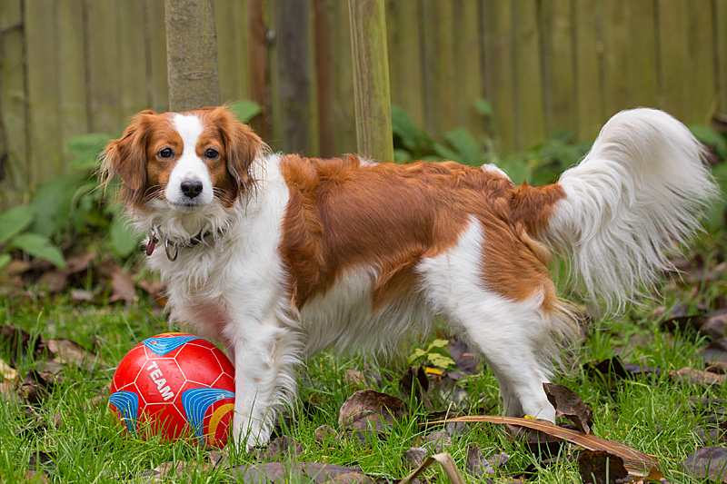 Kooikerhondje aus Langenhorn