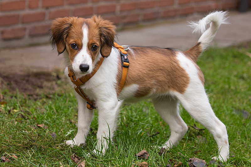 Kooikerhondje aus Langenhorn