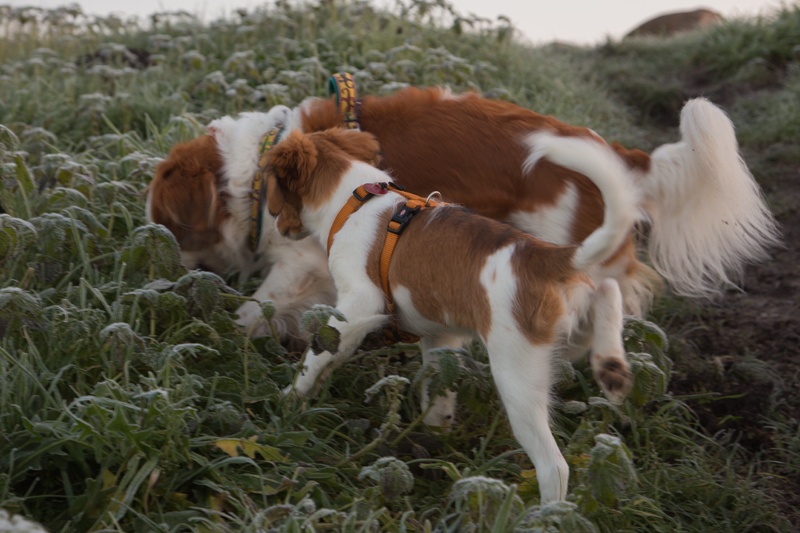 Kooikerhondje aus Langenhorn