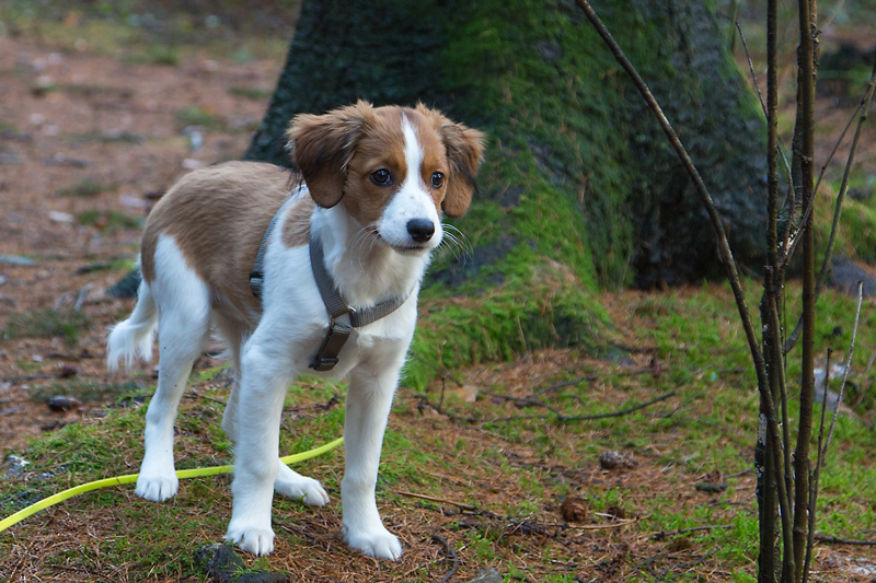 Kooikerhondje aus Langenhorn