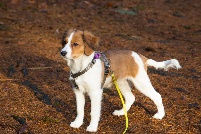 Kooikerhondje aus Langenhorn