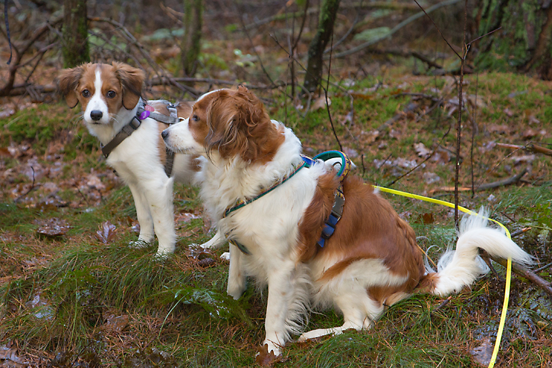 Kooikerhondje aus Langenhorn