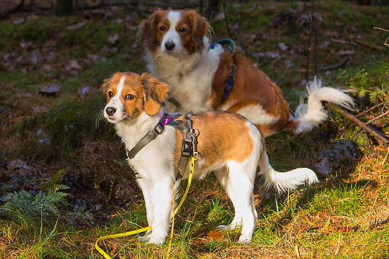 Kooikerhondje aus Langenhorn