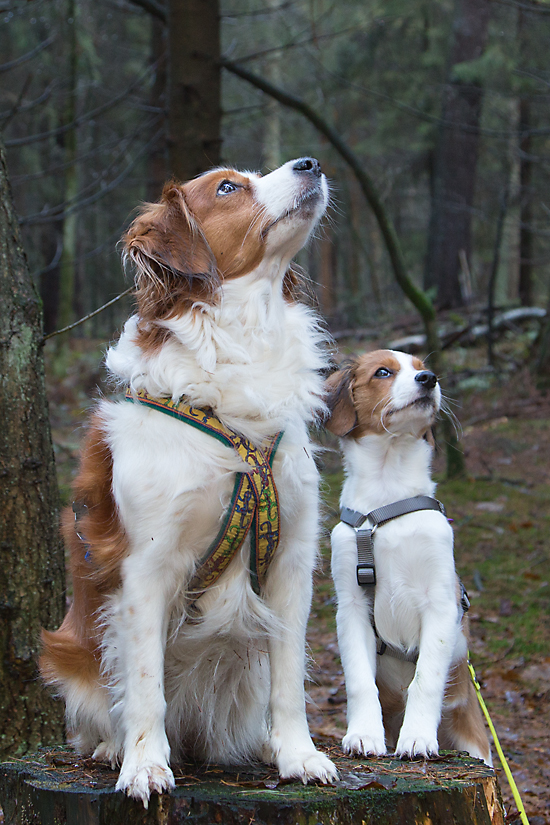 Kooikerhondje aus Langenhorn