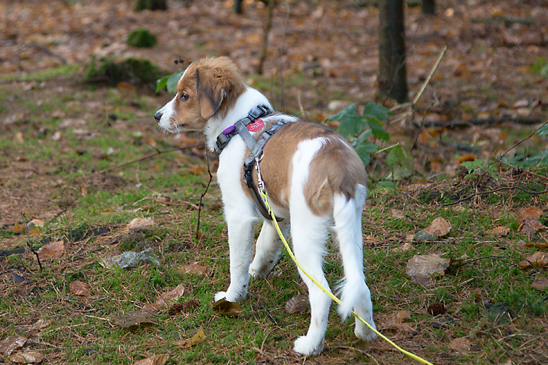 Kooikerhondje aus Langenhorn