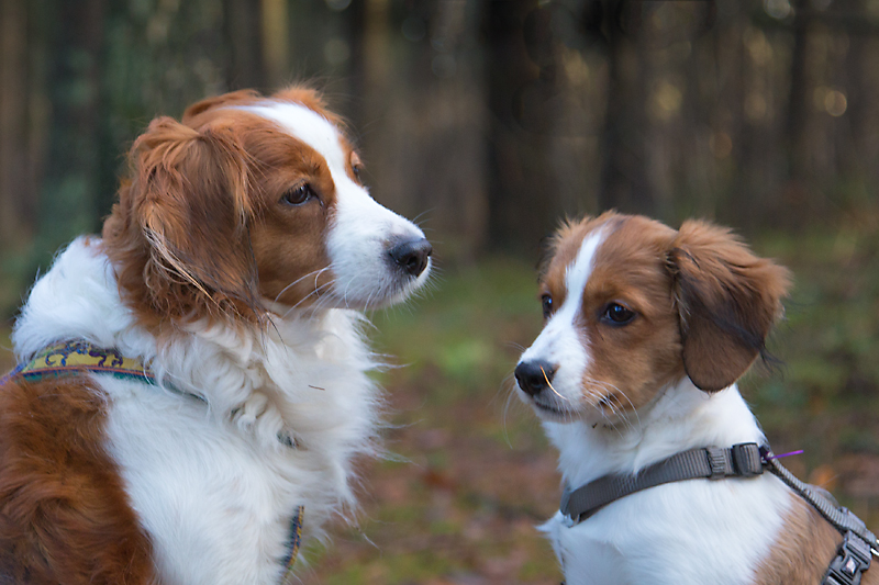 Kooikerhondje aus Langenhorn