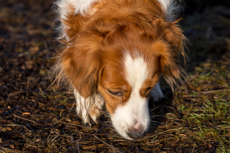 Godje schnüffelt