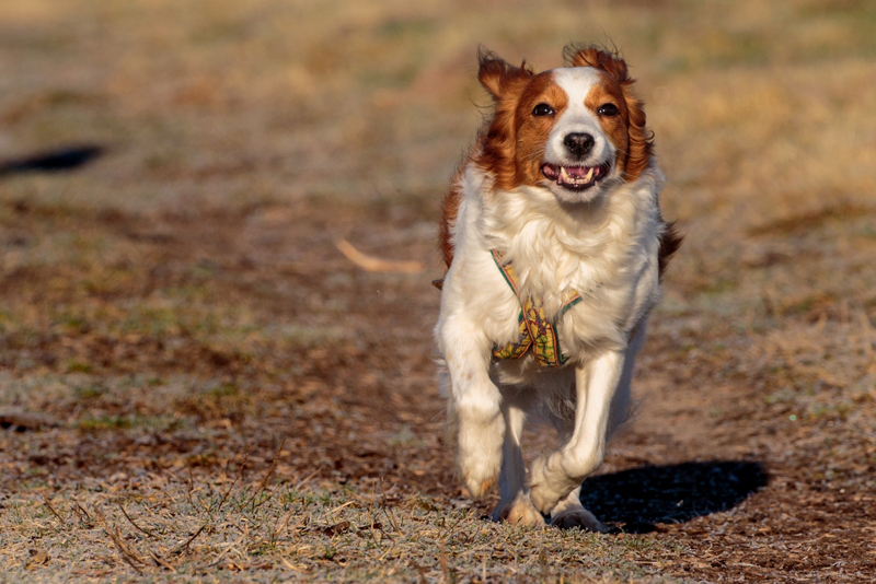 Kookerhondje Goodje aus Langenhorn