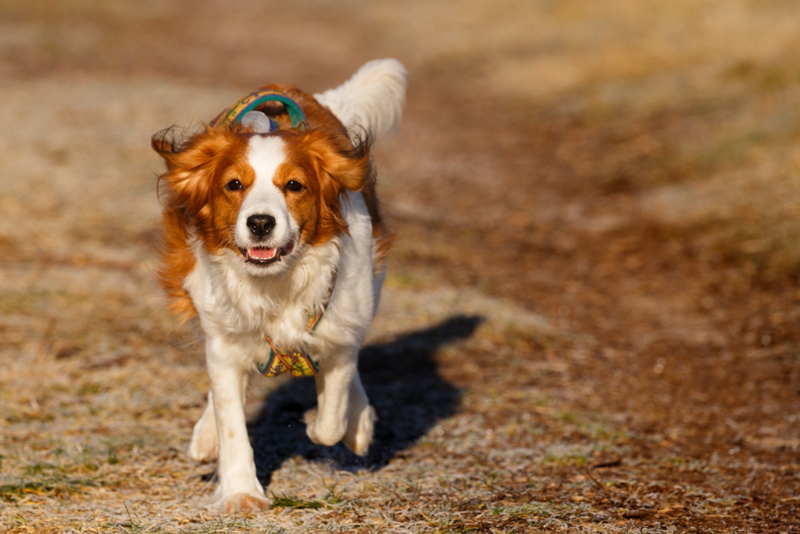 Kookerhondje Godje aus Langenhorn