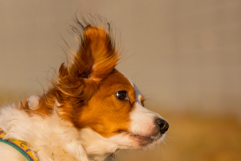 Kooikerhondje Godje aus Langenhorn