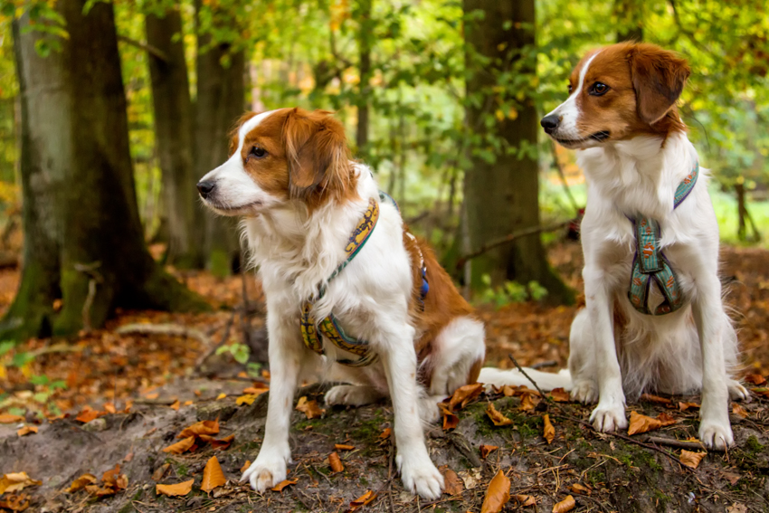 Kooikerhondje aus Langenhorn