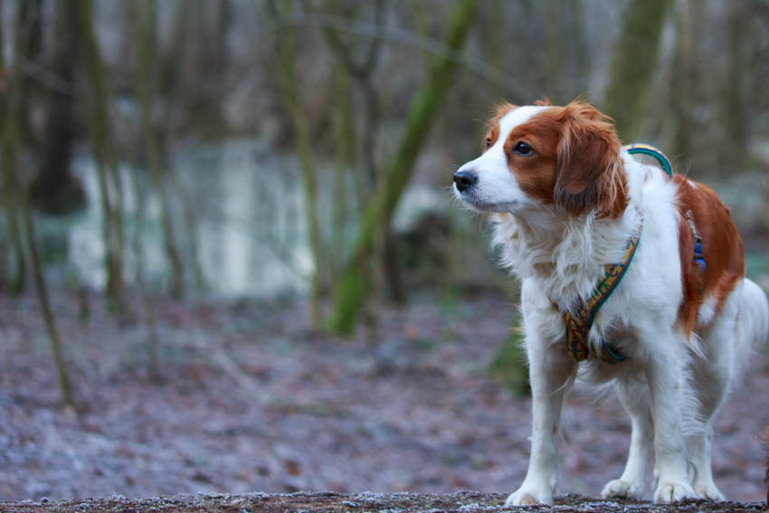 Kooikerhondje aus Langenhorn