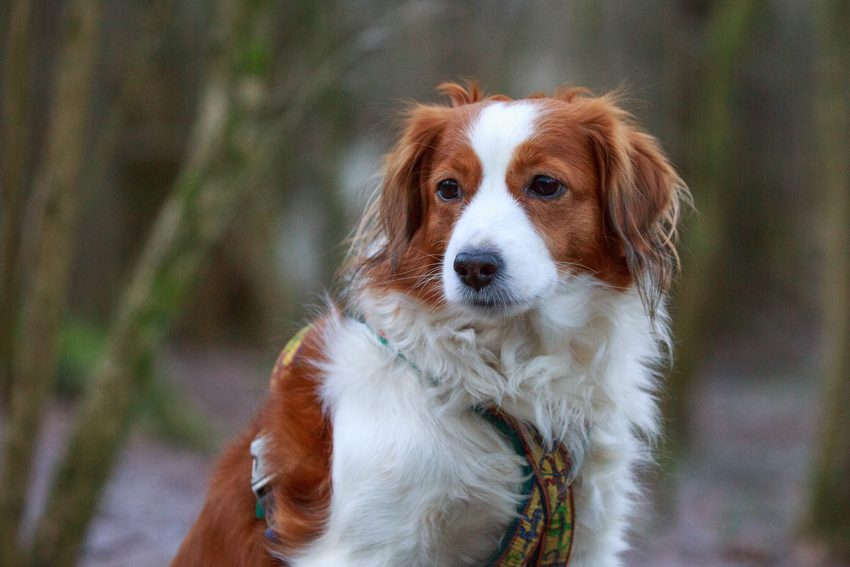 Kooikerhondje aus Langenhorn