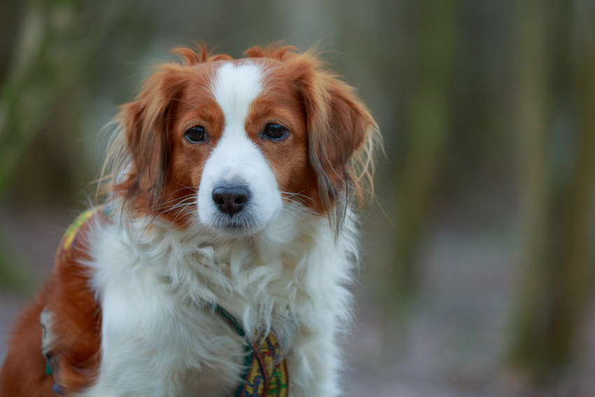 Kooikerhondje aus Langenhorn