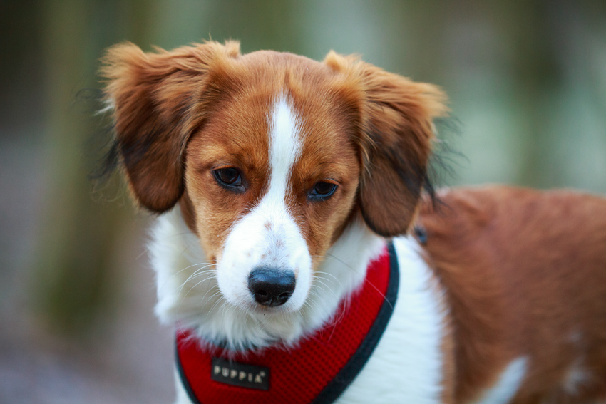 Kooikerhondje aus Langenhorn