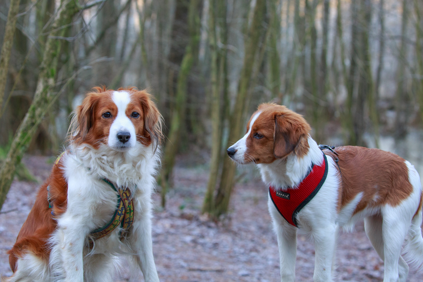 Kooikerhondje aus Langenhorn