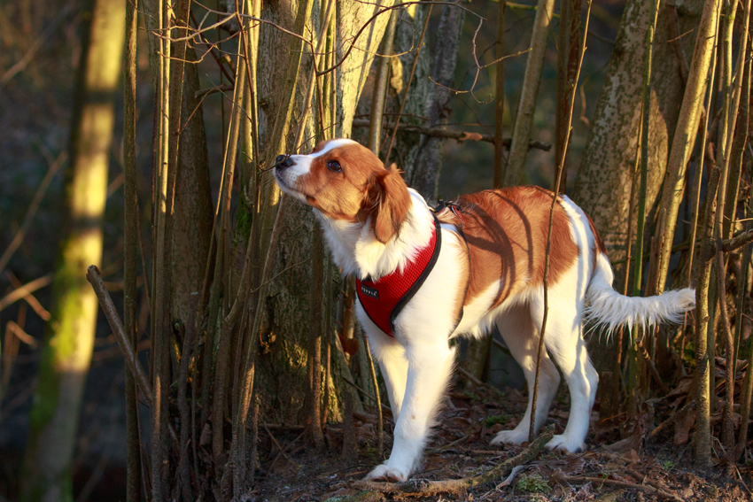 Kooikerhondje aus Langenhorn