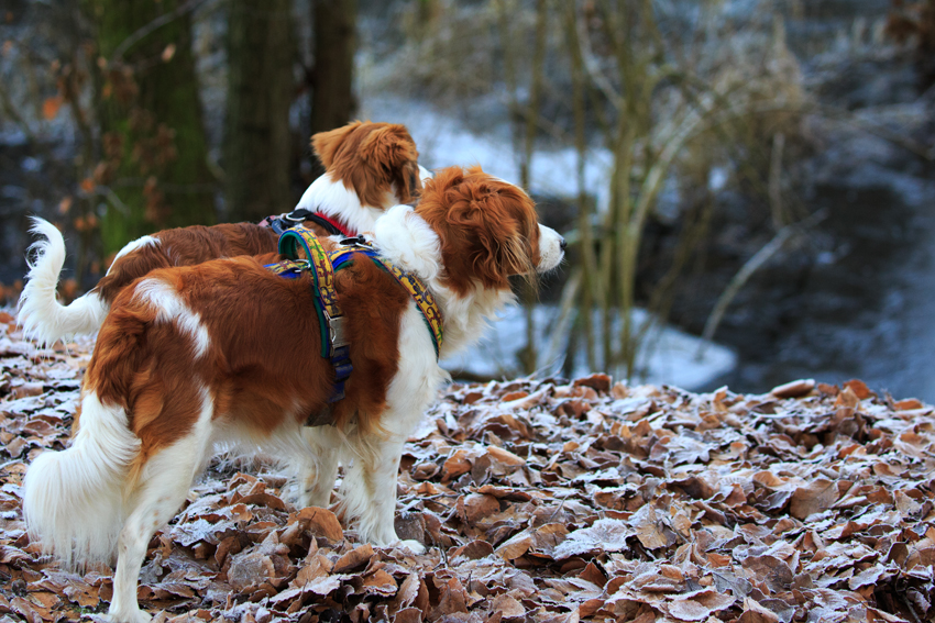 Kooikerhondje aus Langenhorn