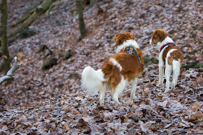 Kooikerhondje aus Langenhorn