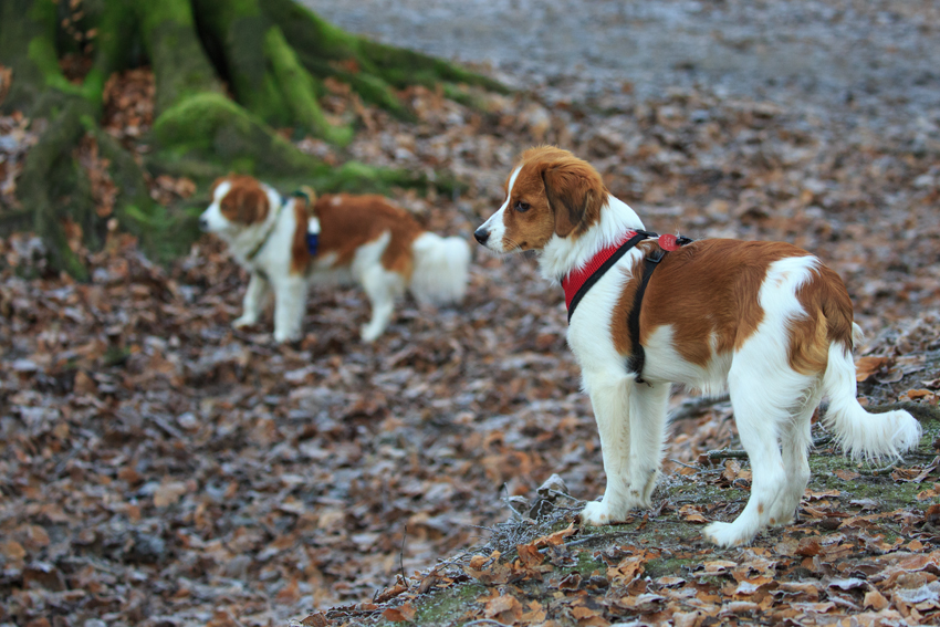 Kooikerhondje aus Langenhorn