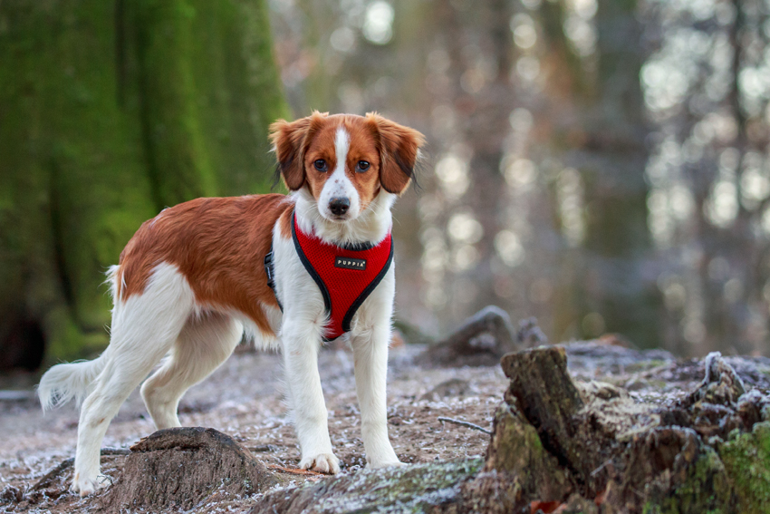 Kooikerhondje aus Langenhorn