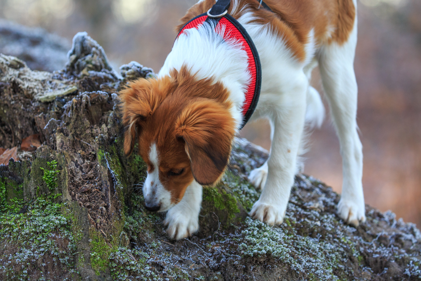 Kooikerhondje aus Langenhorn