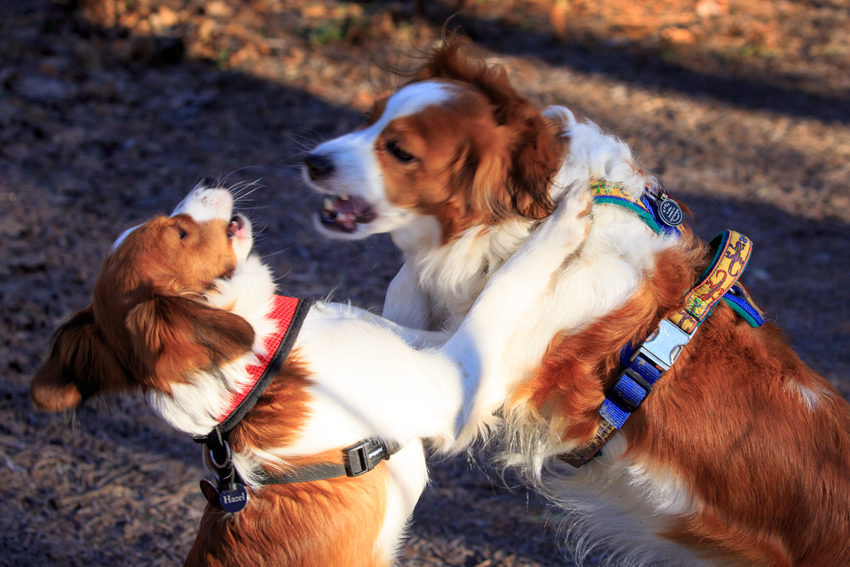 Kooikerhondje aus Langenhorn