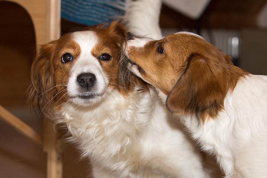 Kooikerhondje aus Langenhorn