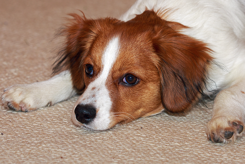 Kooikerhondje aus Langenhorn