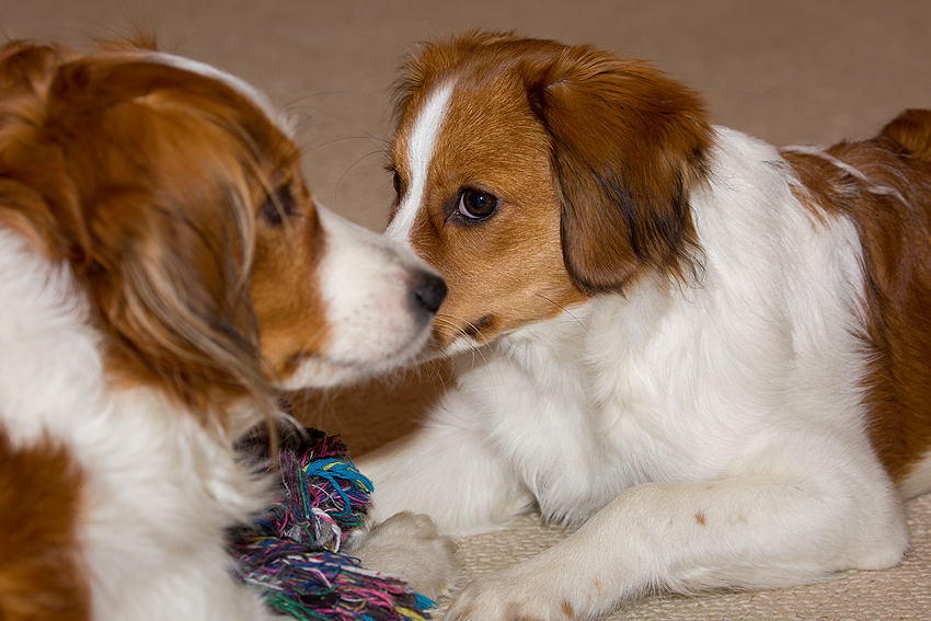 Kooikerhondje aus Langenhorn