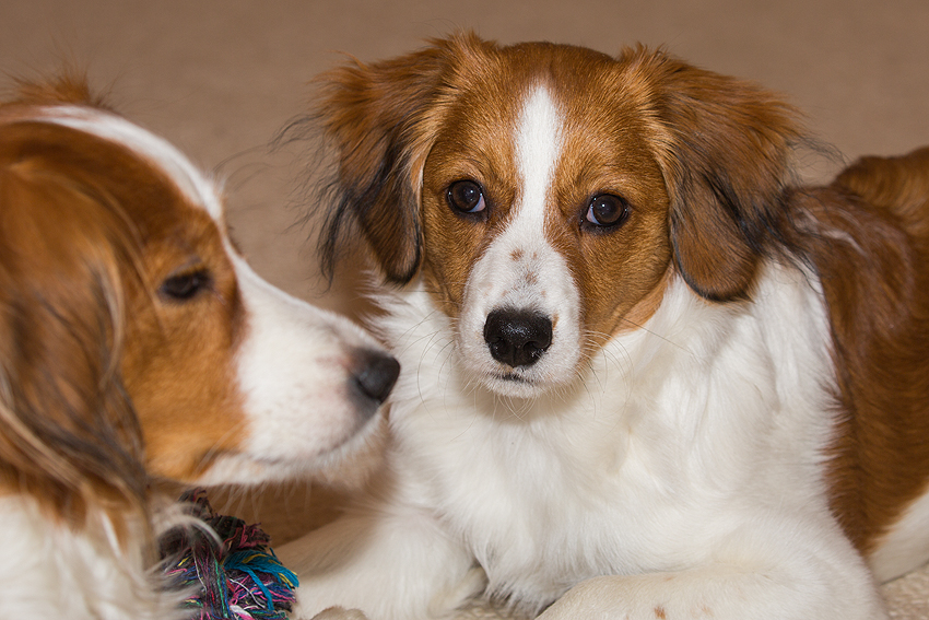 Kooikerhondje aus Langenhorn