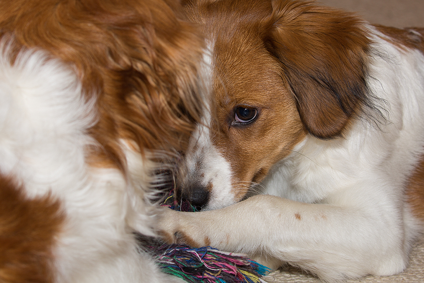 Kooikerhondje aus Langenhorn