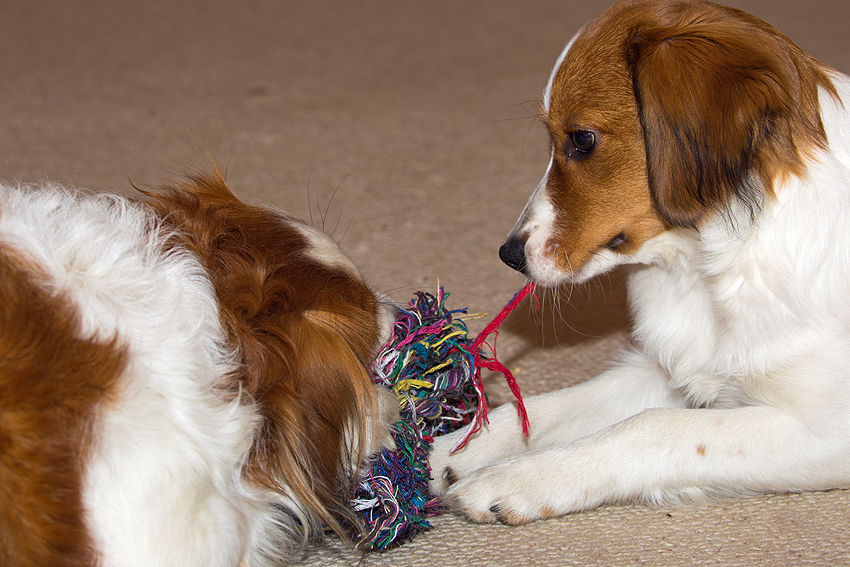 Kooikerhondje aus Langenhorn