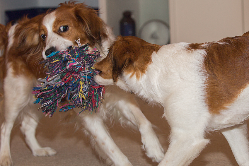 Kooikerhondje aus Langenhorn