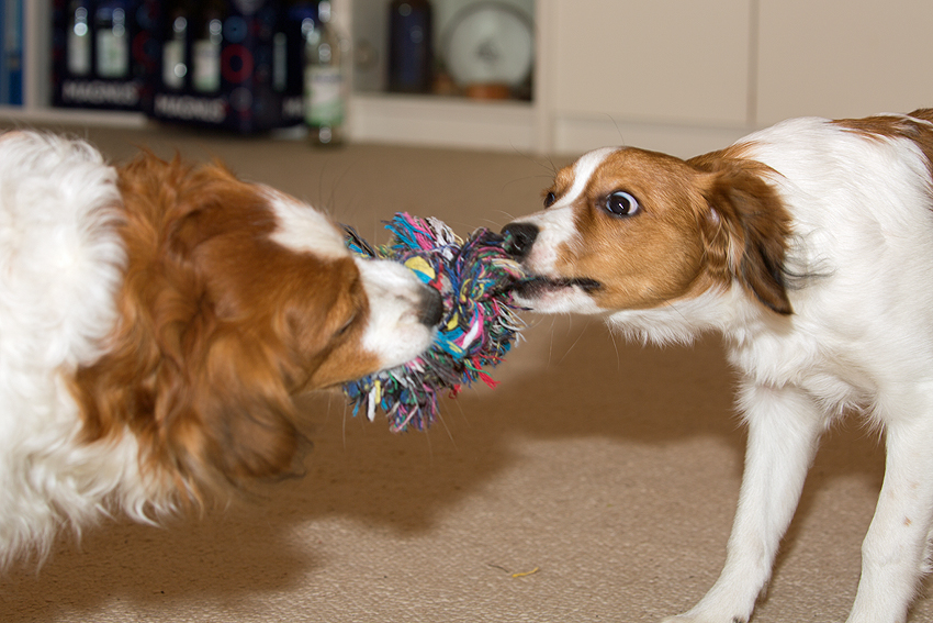 Kooikerhondje aus Langenhorn