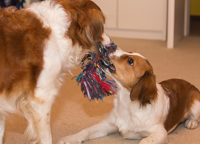 Kooikerhondje aus Langenhorn