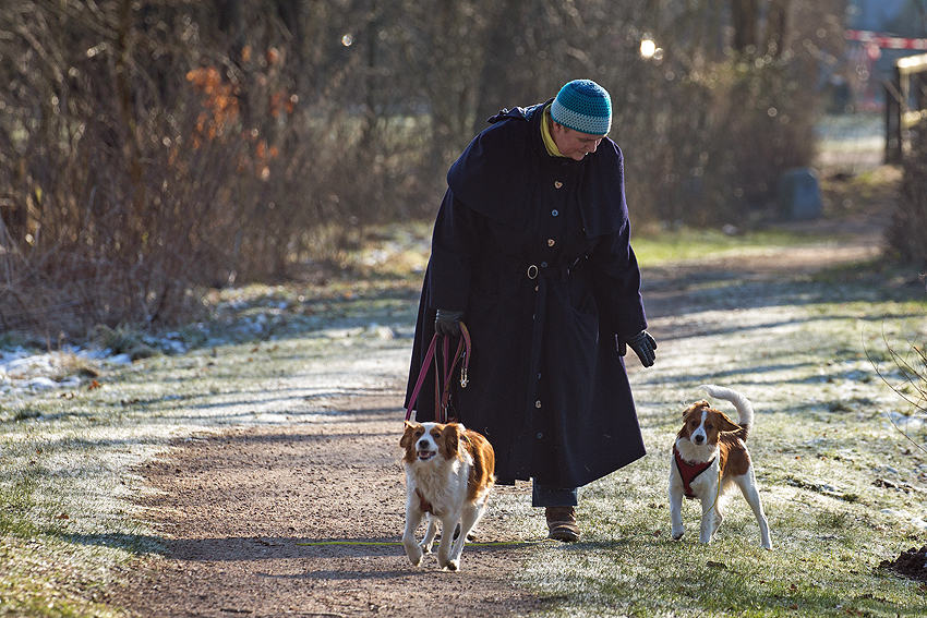 Kooikerhondje aus Langenhorn