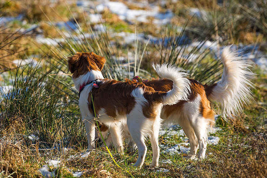 Kooikerhondje aus Langenhorn