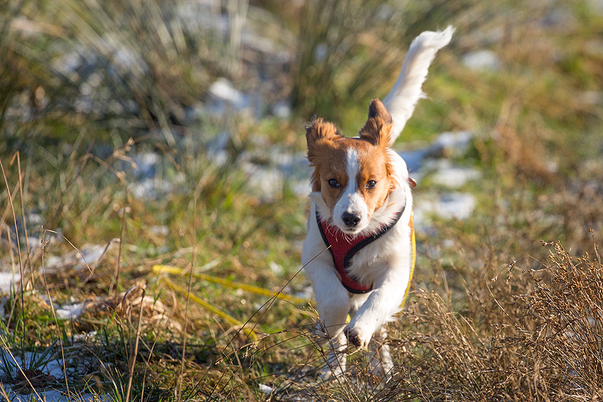 Kooikerhondje aus Langenhorn