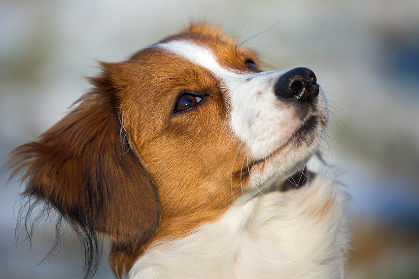 Kooikerhondje aus Langenhorn