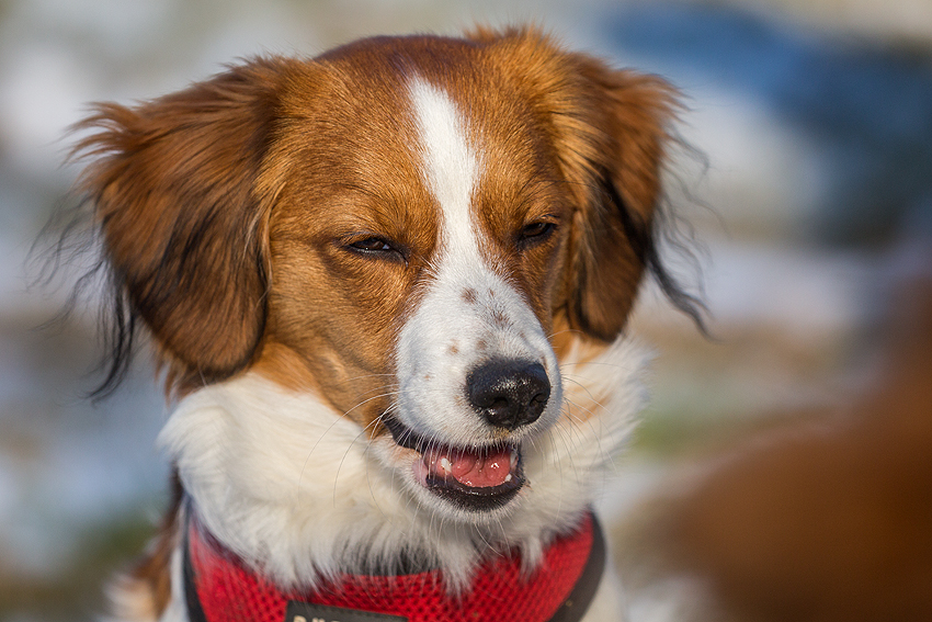 Kooikerhondje aus Langenhorn