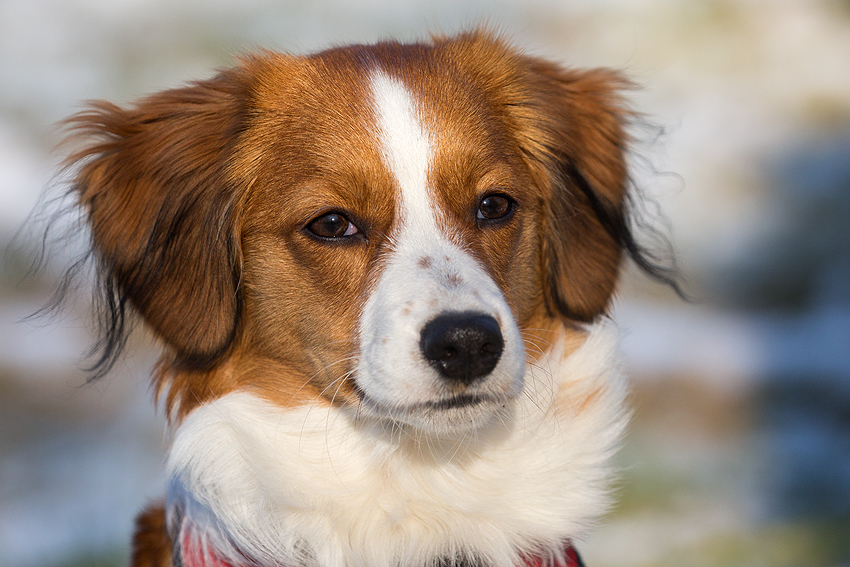 Kooikerhondje aus Langenhorn