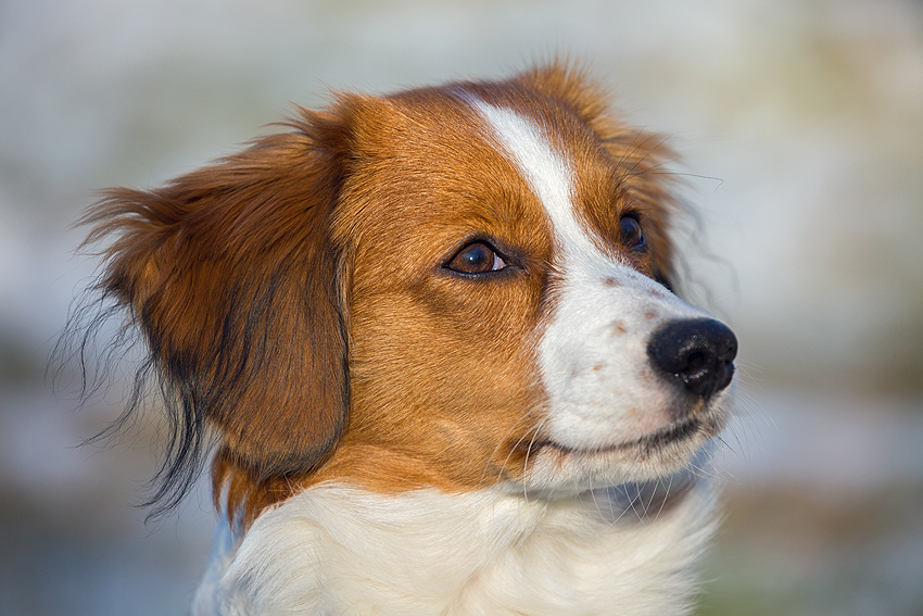 Kooikerhondje aus Langenhorn