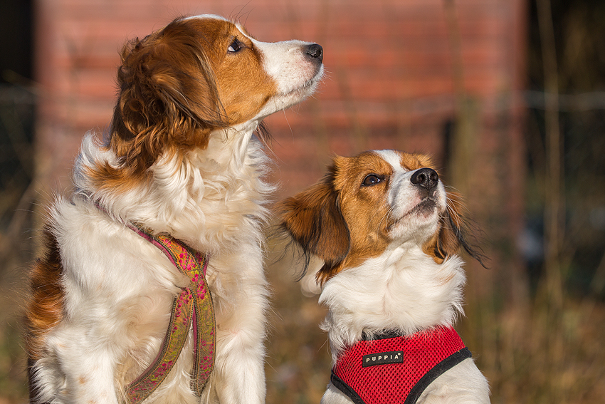 Kooikerhondje aus Langenhorn