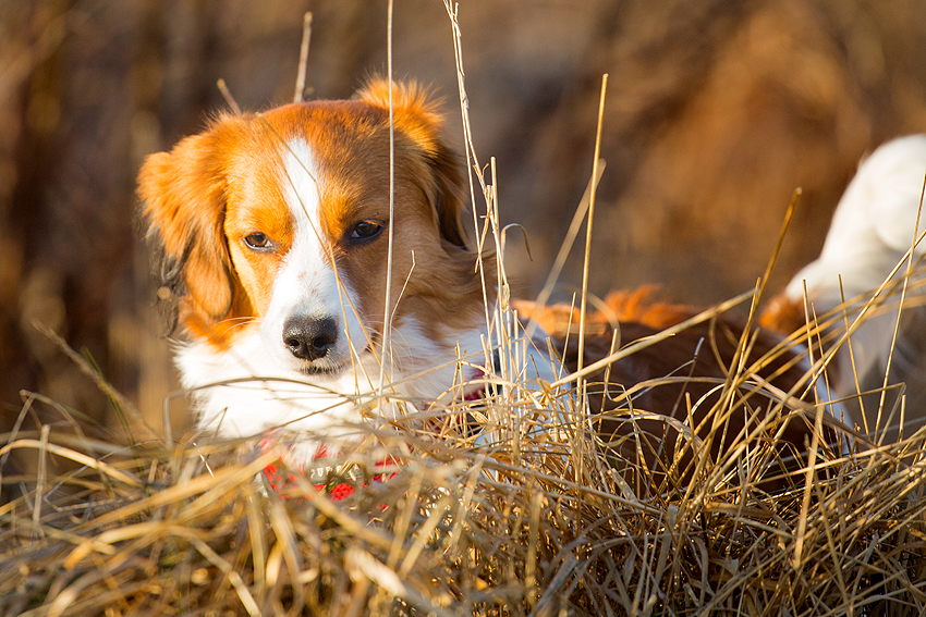 Kooikerhondje aus Langenhorn