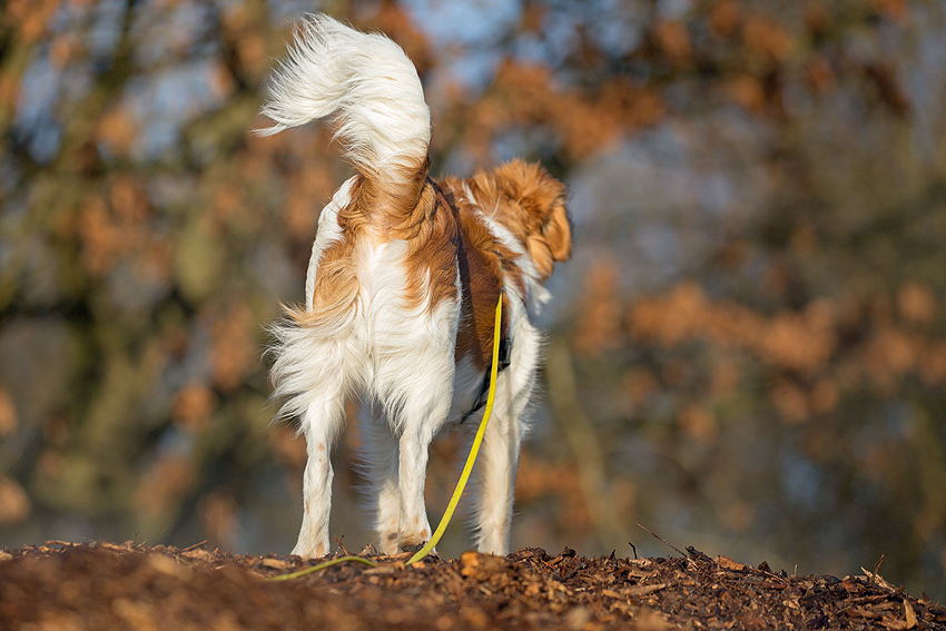 Kooikerhondje aus Langenhorn