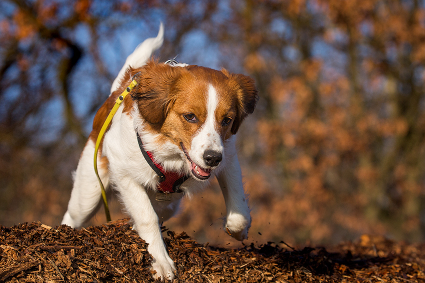 Kooikerhondje aus Langenhorn